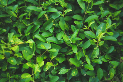 Full frame shot of fresh green plants