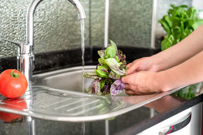 Woman washes fresh basil over the sink, hands and greenery close-up, without a face