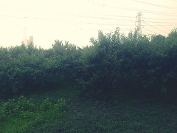 Plants and trees against sky