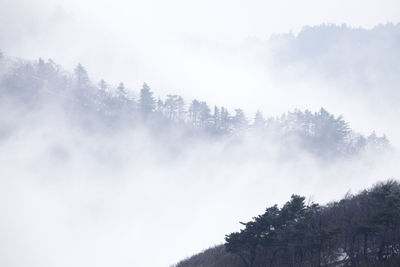 Low angle view of trees in forest against sky