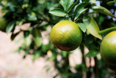 Close-up of fruits on tree