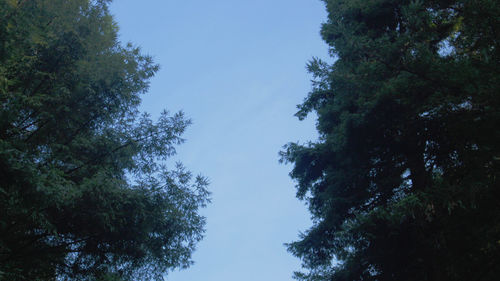 Low angle view of trees against clear blue sky