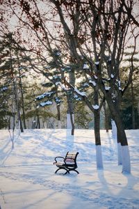 Trees in park during winter