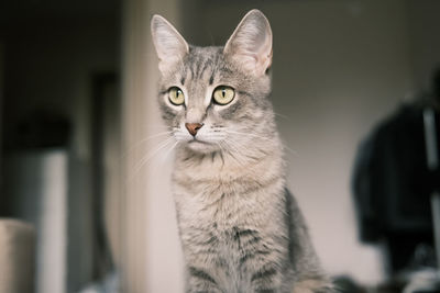 Close-up portrait of a cat