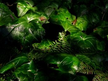 Close-up of green leaves