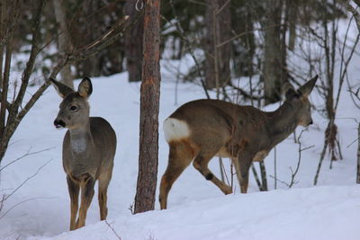 Deer on snow field during winter