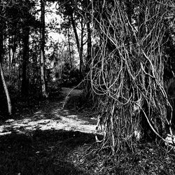 Bare trees against sky