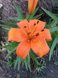 Close-up of pink flower blooming outdoors