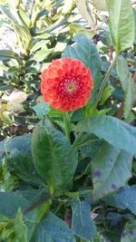 Close-up of red flowers