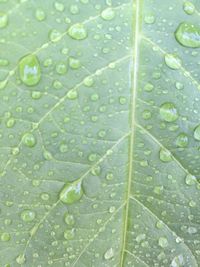 Full frame shot of wet leaf