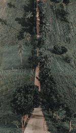 Footpath passing through a forest