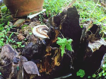 High angle view of shells on ground