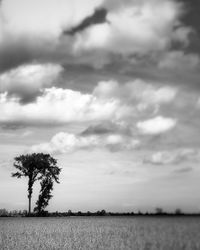 Trees on field against sky