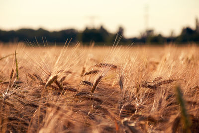 Cereal field with barley ears of wheat in the evening sun