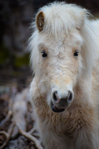 Close-up portrait of a horse