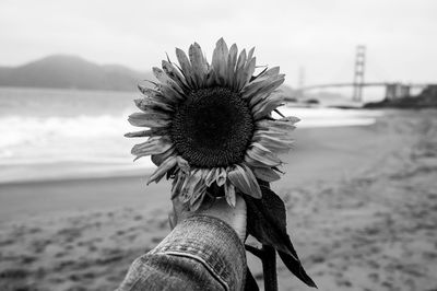 Close-up of hand holding flower