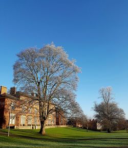 Trees against clear sky