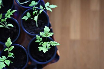 Close-up of potted plant