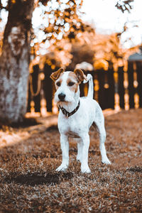 View of dog looking away