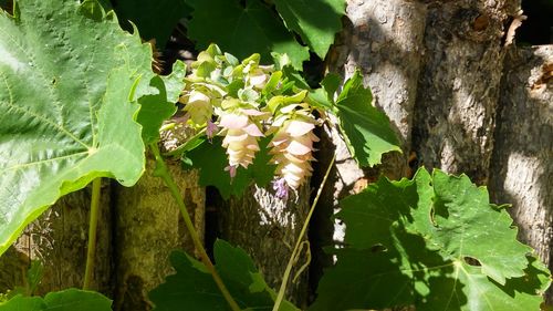 Close-up of fresh green plant