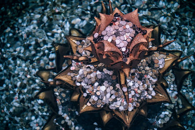 Close-up of dry maple leaves on tree