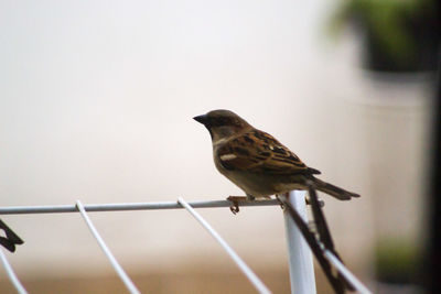 Close-up of bird perching on a fence