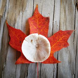 High angle view of red leaf on wood