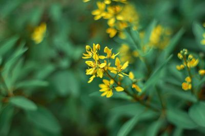 Close-up of yellow flowering plant