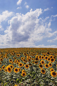 Scenic view of sunflower field against sky