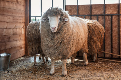 A portrait of a sheep at a farm