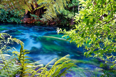 Scenic view of lake in forest