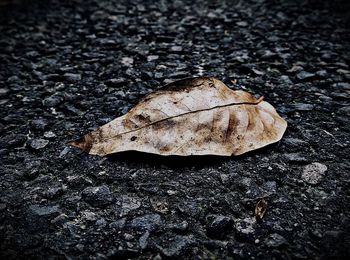 Close-up of autumnal leaves on ground