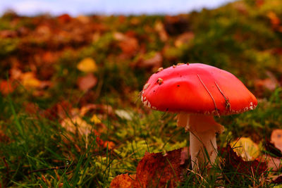 Close-up of fly agaric mushroom on field