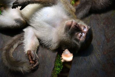 High angle view of monkey on tree