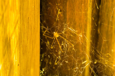 Full frame shot of yellow plants