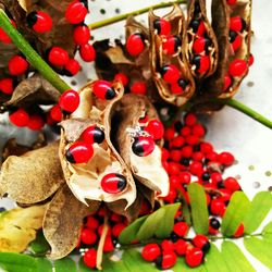 Close-up of red berries