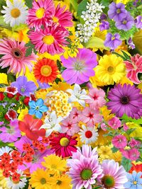 High angle view of pink flowering plants