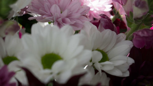 Close-up of pink flowers