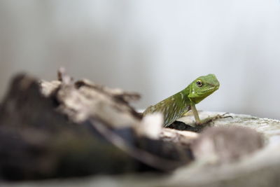 Close-up of lizard