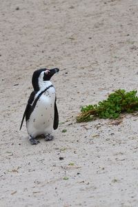 View of an animal on beach