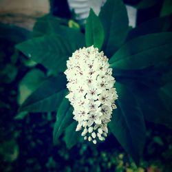 Close-up of white flowers