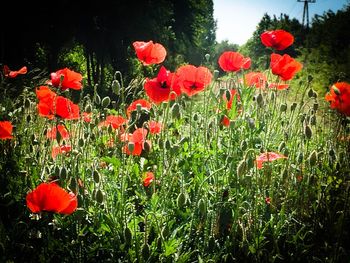 Red poppy flowers blooming on field