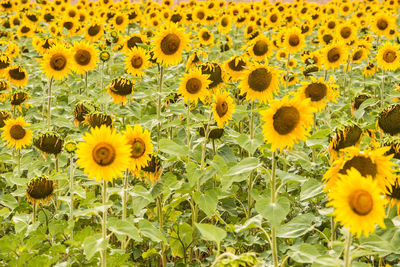 Close-up of yellow flowering plant