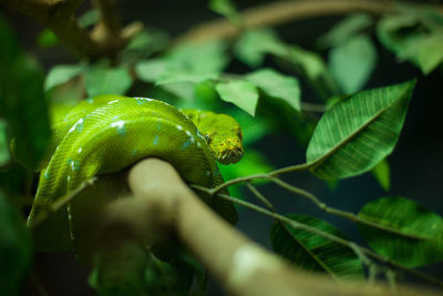 Cropped hand holding plant