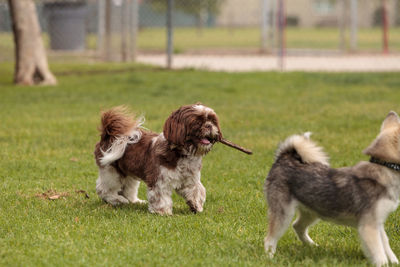 Dogs on grassy field