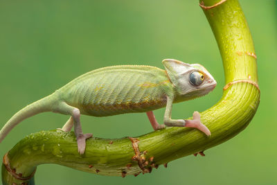Close-up of lizard