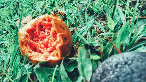 Close-up of fresh orange fruit on field