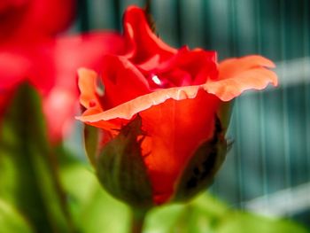 Close-up of red flower blooming outdoors