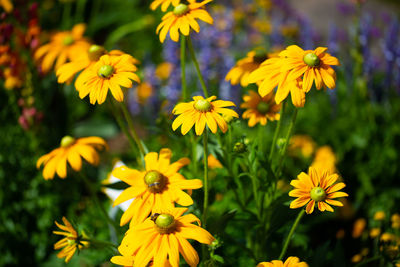 Close-up of yellow flowering plant