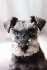 Close-up portrait of dog